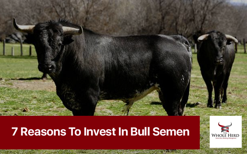 resons-to-invest-in-bull-sperm